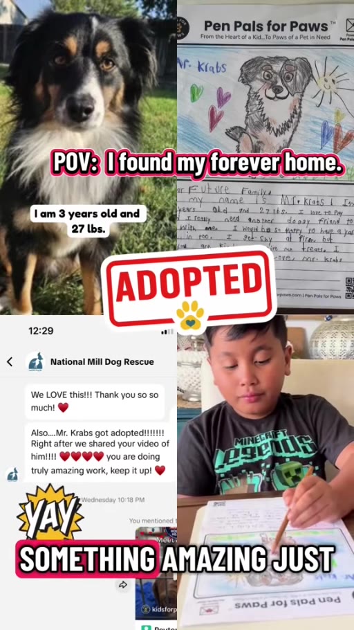 National Mill Dog Rescue's update that Mr. Krabs was adopted